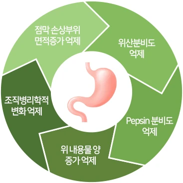 위장기능 회복 도해: 위산분비도 억제, Pepsin 분비도 억제, 위 내용물 양 증가 억제, 조직병리학적 변화 억제, 점막 손상부위 면적증가 억제